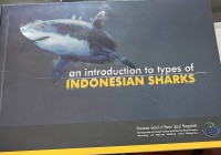 Image of An introduction to types of Indonesian Sharks